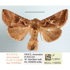 /filer/webapps/moths/media/images/F/fletcheri_Plusiotricha_A_MGCLa_02.JPG