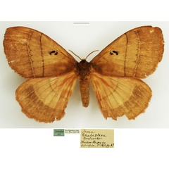 /filer/webapps/moths/media/images/R/rhodoptera_Rhodopteriana_AF_NHMUK.jpg