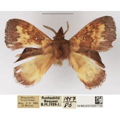 /filer/webapps/moths/media/images/C/crenulata_Leipoxais_AM_NHMUK_02.jpg