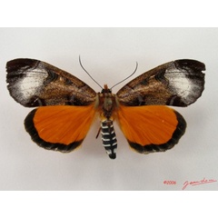 /filer/webapps/moths/media/images/T/triphaenoides_Metagarista_A_Alberta_01.jpg