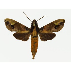 /filer/webapps/moths/media/images/M/maculifera_Antinephele_AM_Basquin_01a.jpg