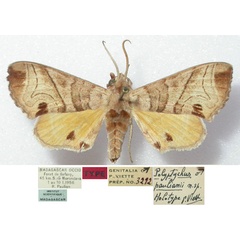 /filer/webapps/moths/media/images/P/paulianii_Polyptychus_HT_MNHN.jpg