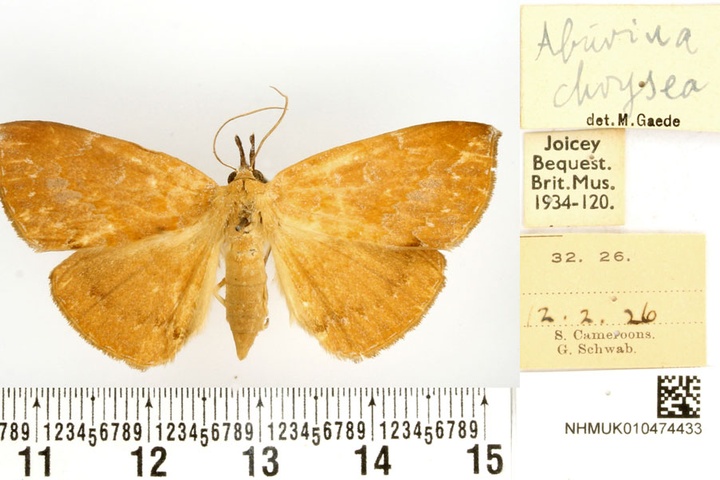 /filer/webapps/moths/media/images/C/chrysea_Aburina_HT_BMNH.jpg