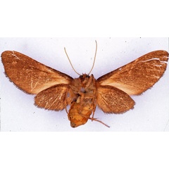 /filer/webapps/moths/media/images/H/haematosphages_Metarctia_HT_CMP_02.jpg