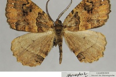 Menophra luteifasciata