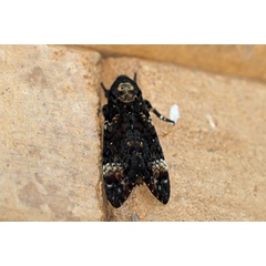 /filer/webapps/moths/media/images/A/atropos_Acherontia_A_Voaden_01.jpg