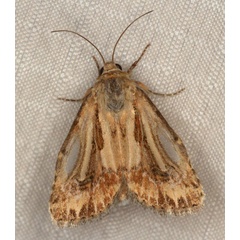 /filer/webapps/moths/media/images/S/stigmatia_Heliocheilus_AM_Heyns_02.jpg