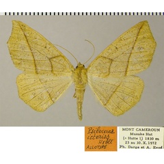 /filer/webapps/moths/media/images/I/icterias_Psilocerea_AT_ZSM.jpg