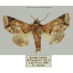 /filer/webapps/moths/media/images/V/verini_Eutelia_AM_MNHN_01.jpg