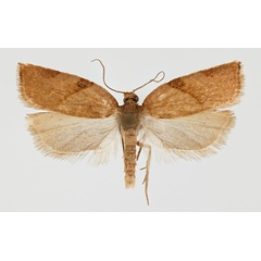 /filer/webapps/moths/media/images/D/delicatana_Clepsis_PTM_ZMHB.jpg