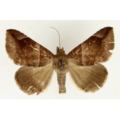 /filer/webapps/moths/media/images/P/proxima_Bastilla_AM_TMSA_02.jpg