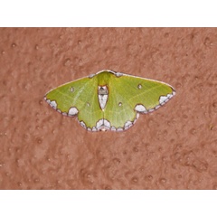 /filer/webapps/moths/media/images/R/rhodomadia_Centrochria_A_Roland.jpg