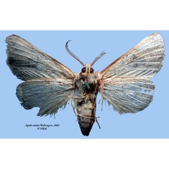 /filer/webapps/moths/media/images/V/varians_Agrotis_HT_SNHM.jpg