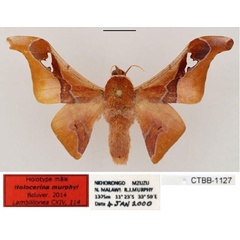 /filer/webapps/moths/media/images/M/murphyi_Holocerina_HT_RBINS_01.jpg