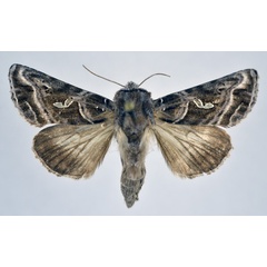 /filer/webapps/moths/media/images/C/clarci_Thysanoplusia_A_NHMO.jpg