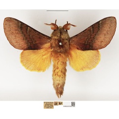 /filer/webapps/moths/media/images/M/mirabilis_Cleopatrina_AM_NHMUK_01.jpg