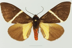 Fodinoidea pulchra