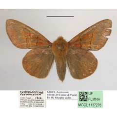 /filer/webapps/moths/media/images/P/pyriphlecta_Chrysopsyche_AM_MGCLa_01.JPG