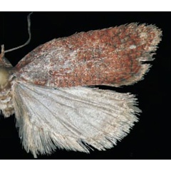 /filer/webapps/moths/media/images/B/baleina_Acleris_HT_Trematerra.jpg