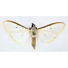 /filer/webapps/moths/media/images/V/vitrealis_Palpita_AF_ISEA_02.jpg