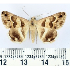 /filer/webapps/moths/media/images/B/boisdeffrii_Grammodes_AM_BMNH.jpg