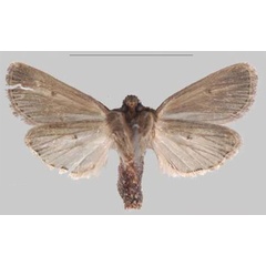 /filer/webapps/moths/media/images/S/simillima_Sciomesa_HT_MNHNb.jpg