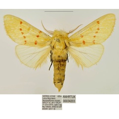 /filer/webapps/moths/media/images/M/magnipuncta_Antheua_HT_ANHRT.jpg