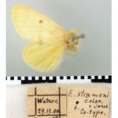 /filer/webapps/moths/media/images/S/straminicolor_Euproctis_PT_TMSA.jpg