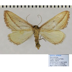 /filer/webapps/moths/media/images/T/textilis_Anthemoctena_AF_ZSM.jpg