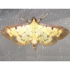 /filer/webapps/moths/media/images/B/basalis_Herpetogramma_A_Bippus.jpg