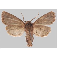 /filer/webapps/moths/media/images/M/metiminko_Sciomesa_HT_MNHNb.jpg