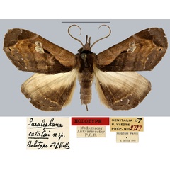 /filer/webapps/moths/media/images/C/catalai_Paralephana_HT_MNHN.jpg