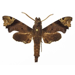 /filer/webapps/moths/media/images/A/apiciplaga_Temnora_AM_Basquin_02a.jpg