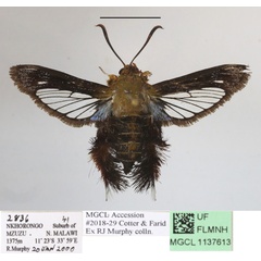 /filer/webapps/moths/media/images/O/occidentalis_Afromelittia_A_MGCLa_02.JPG