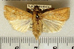 Mythimna pyrausta