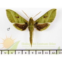 /filer/webapps/moths/media/images/J/jordani_Chaerocina_AF_SMCR.jpg