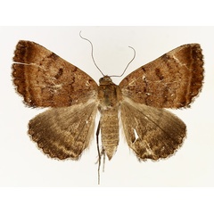 /filer/webapps/moths/media/images/M/melliflua_Plecopterodes_AF_TMSA_02.jpg