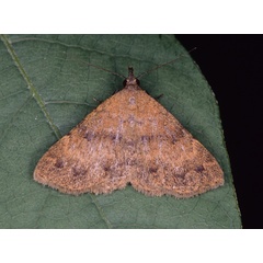 /filer/webapps/moths/media/images/T/thermesialis_Cerynea_A_Roland_08.jpg