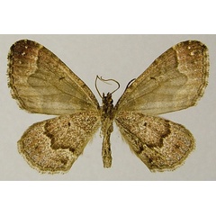 /filer/webapps/moths/media/images/G/griveaudi_Mimoclystia_PTM_ZSMb.jpg