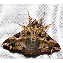 /filer/webapps/moths/media/images/M/maillardi_Callopistria_A_Braun_17.jpg
