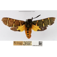 /filer/webapps/moths/media/images/L/lautuscula_Arniocera_A_NHMUK_03.jpg