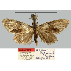 /filer/webapps/moths/media/images/I/infumatalis_Meganola_HT_MNHN.jpg