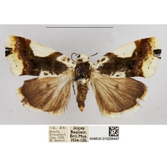 /filer/webapps/moths/media/images/A/antica_Acontia_AF_NHMUK_uBX38Lb.jpg