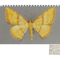 /filer/webapps/moths/media/images/C/circumrubrata_Heterostegane_AM_ZSM.jpg