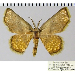 /filer/webapps/moths/media/images/O/ophthalmica_Chrysocraspeda_AM_ZSMa.jpg