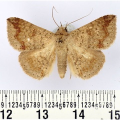 /filer/webapps/moths/media/images/L/lituraria_Ericeia_AM_BMNH.jpg