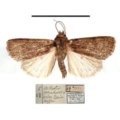 /filer/webapps/moths/media/images/P/pseudasciodes_Stilbotis_HT_MSNM.jpg