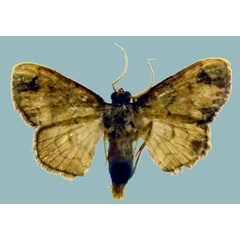 /filer/webapps/moths/media/images/A/arabukoensis_Isoplenodia_AM_ZSMa.jpg