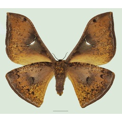 /filer/webapps/moths/media/images/S/stellata_Dogoia_AF_Basquinb.jpg