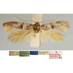 /filer/webapps/moths/media/images/O/ochrura_Paralogistis_HT_TMSA_53824GR.jpg